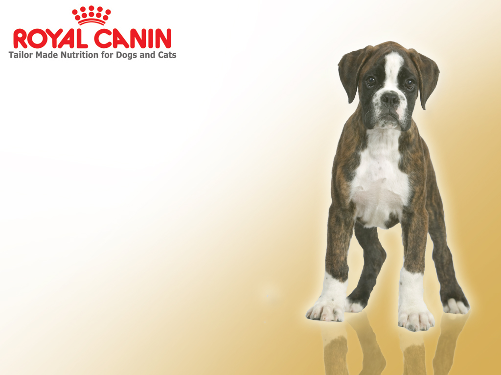 Boxer+dog+pictures+wallpaper