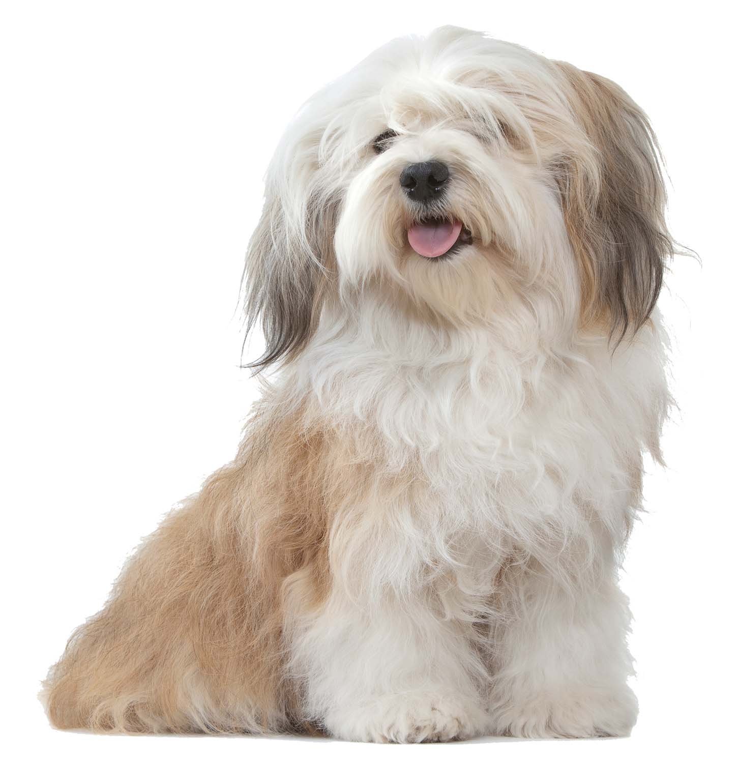 how to take care of a havanese puppy dogs archives page 2 of 3 royal canin 174 how to take care of a havanese puppy dogs archives page 2 of 3 royal canin 174