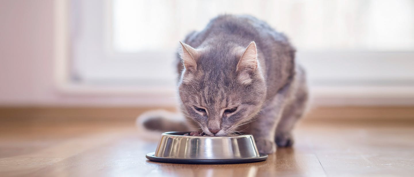 A cat eating food