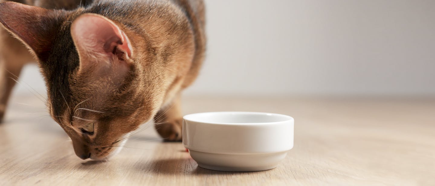 A cat sniffing near a food bowl