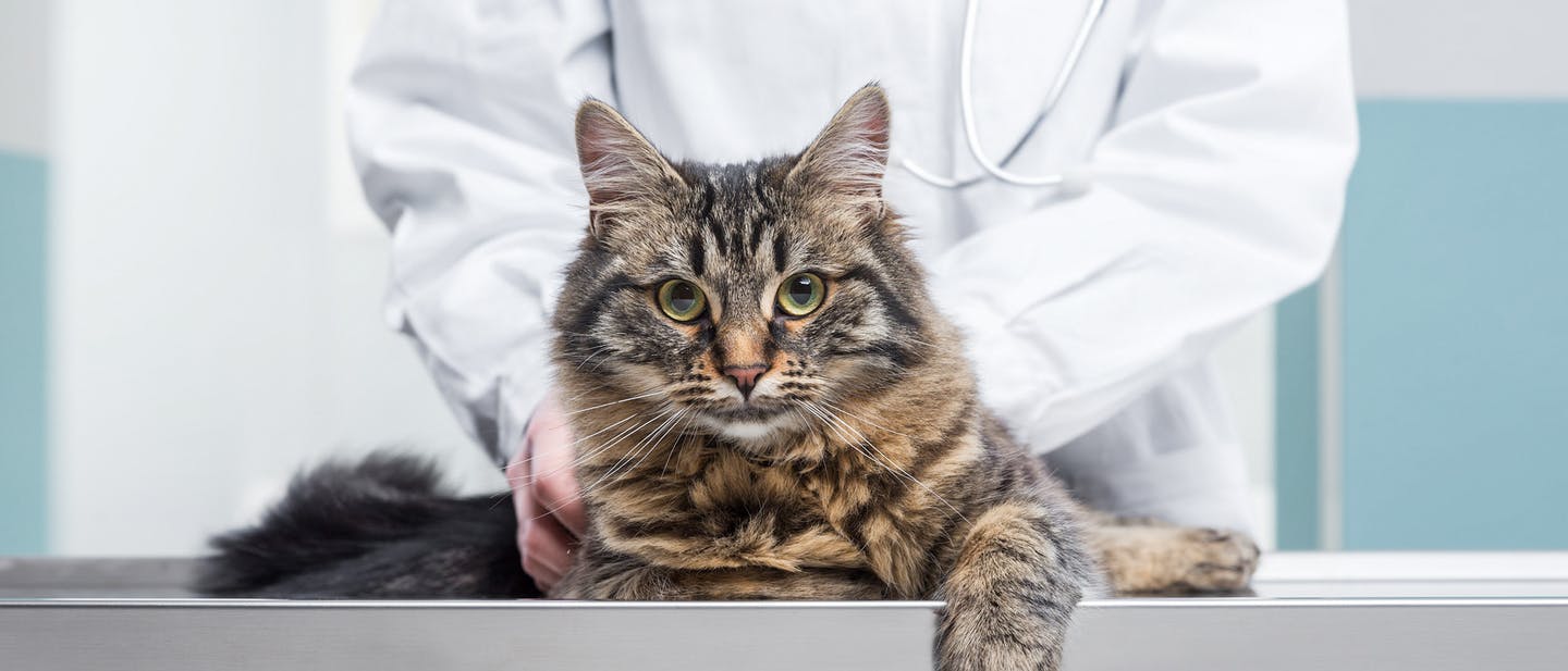 A cat being handled by a vet