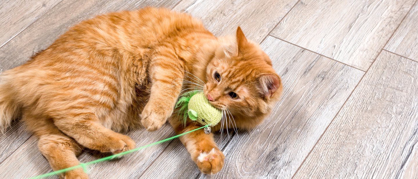 A cat playing with a knitted toy