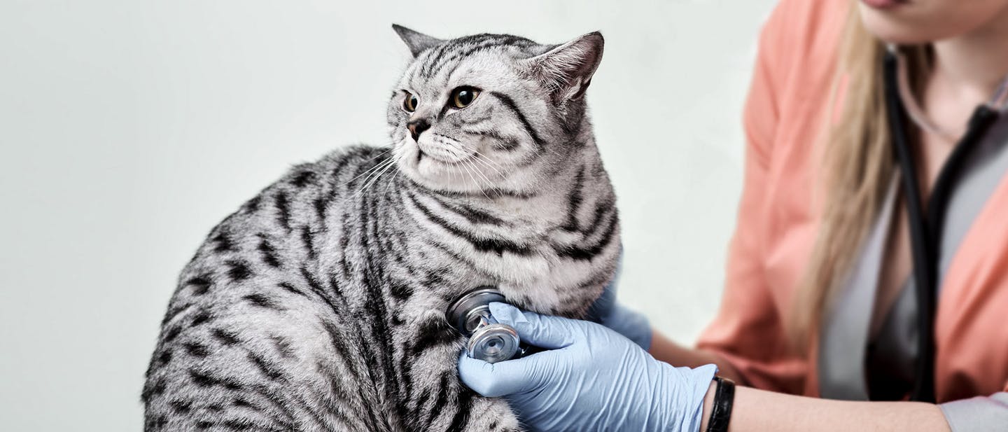 A cat being examied by a vet