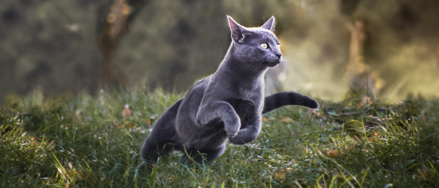 A cat running through grass