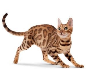 Bengal