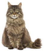 everyday-care-hygiene-for-your-cat_articleActu