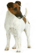 ROYAL CANIN® : Chenil