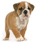 how-to-choose-your-puppy_articleActu