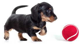 Can Puppies Choke On Dog Food Can Puppies Choke On Dog Food