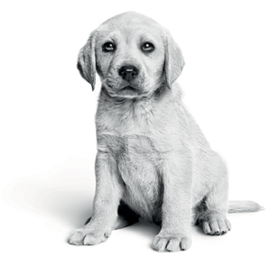 puppy in black and white