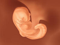 fetus-ears_medium