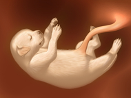 puppies-in-the-womb_page_simple_image