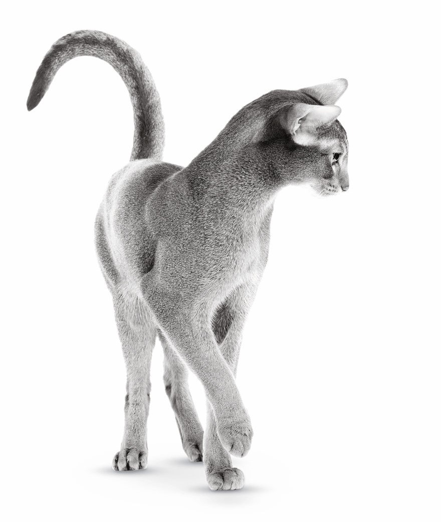 Why Does My Cat Eat Grass? - ROYAL CANIN®