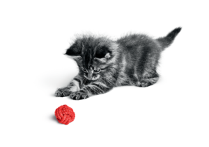2016-MaineCoon_Kitten_Play_Brand_PuppyKitten-000001