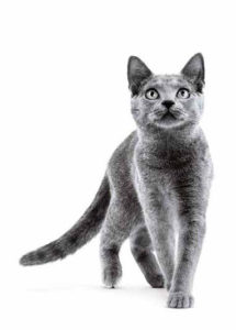 royal-canin-cat-in-heat