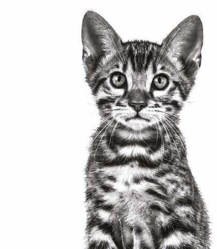 Cat Excessive Meowing For Food Cat Excessive Meowing For Food