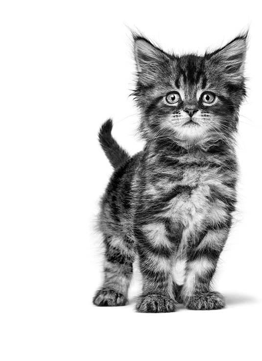 Moving House With A Cat A Quick Guide Moving House With A Cat A Quick Guide