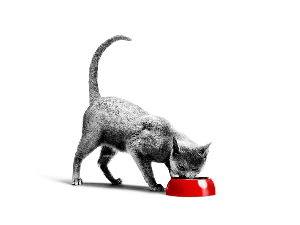 Can You Feed A Cat Tuna In Brine Can You Feed A Cat Tuna In Brine