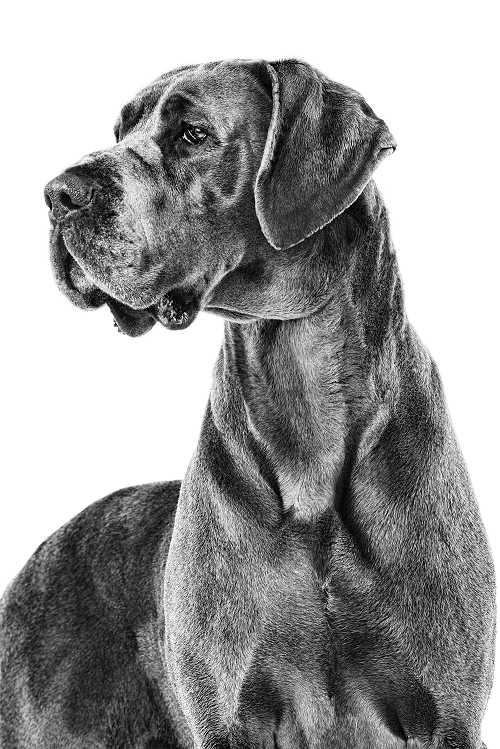 great-dane-adult-ROYAL-CANIN®