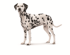 adult-dalmatian-ROYAL-CANIN®