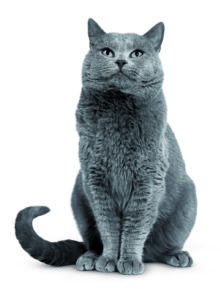 chartreux