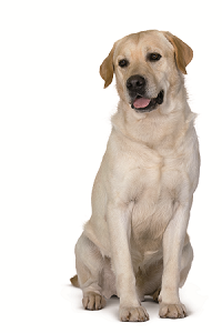 difference between golden retriever and yellow lab what are the differences between the golden retriever and the labrador royal canin 174 difference between golden retriever and yellow lab what are the differences between the golden retriever and the labrador royal canin 174