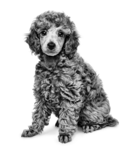 Poodle