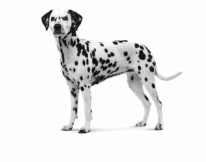 Dalmatien