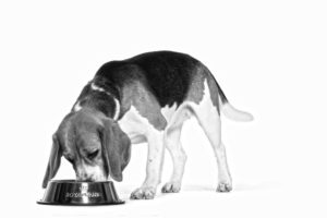 Beagle Eating ROYAL CANIN®