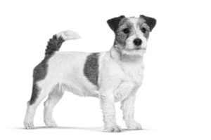 jack russell