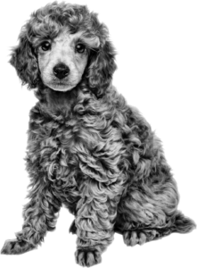 Poodle ROYAL CANIN®