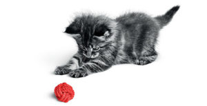 kitten red wool