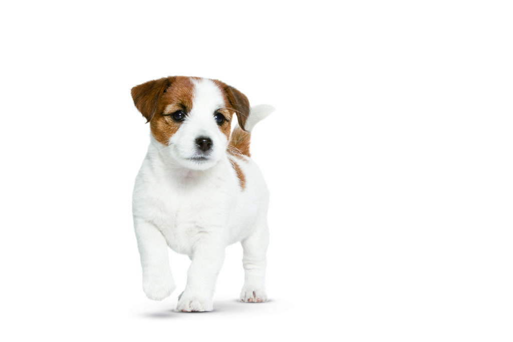 Jack Russell Dog ROYAL CANIN®