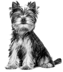 Yorkie Dog