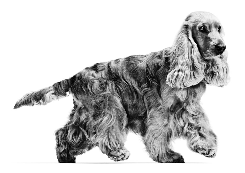 What Dog Food Is Best For My Dog Quiz What Dog Food Is Best For My Dog Quiz