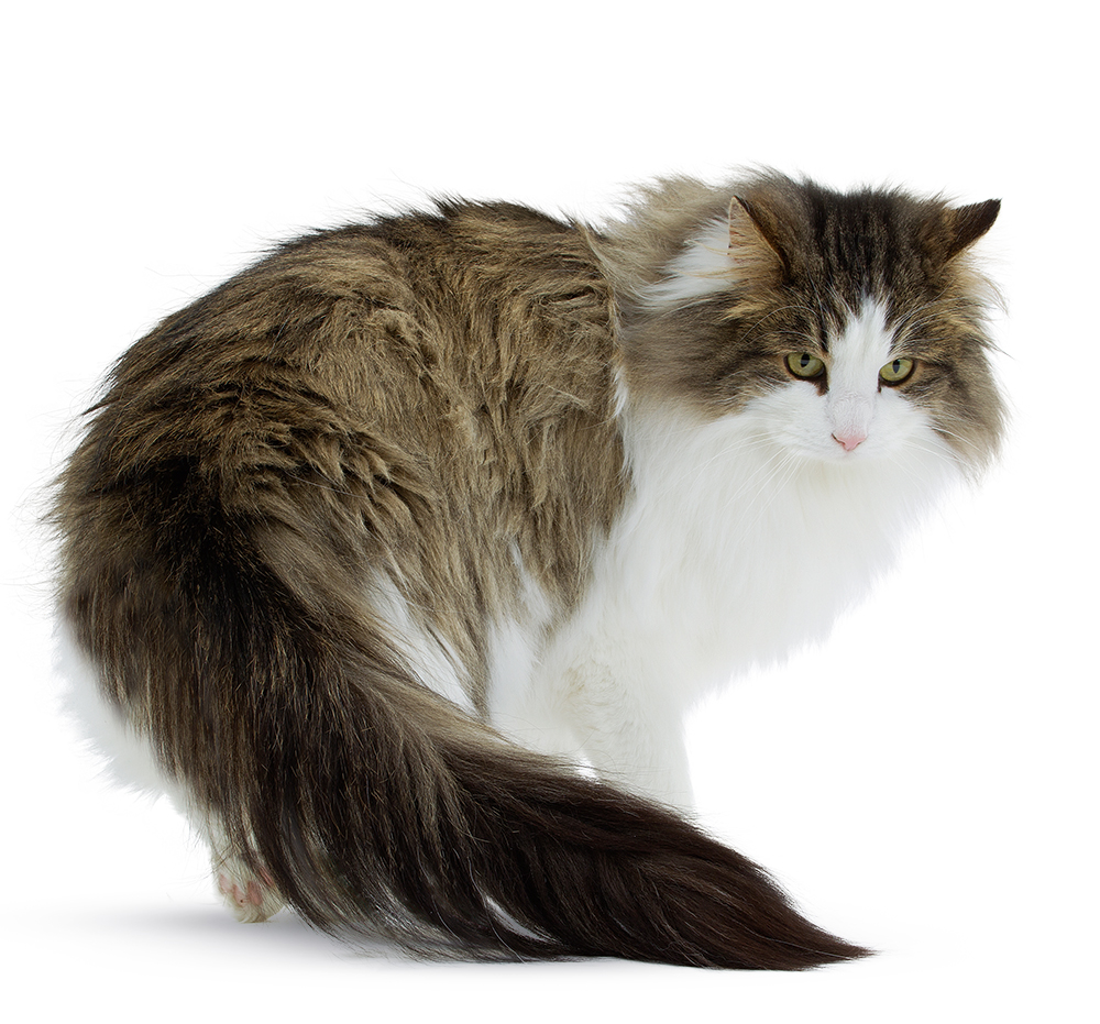 Norwegian forest cat