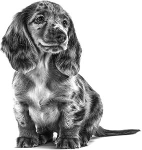 black and white picture of a dashchund puppy sitting down and looking into the distance