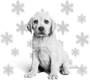 dog with snowflakes