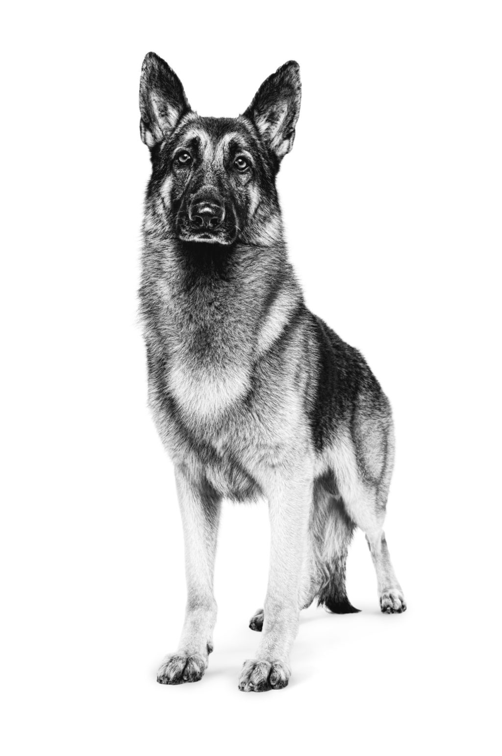 Guide Dog Breeds: German Shepherd - ROYAL CANIN®