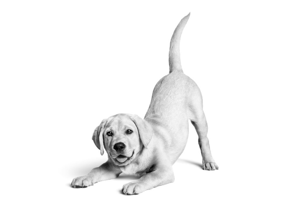 Guide Dog Breeds Labrador Retriever Royal Canin 174