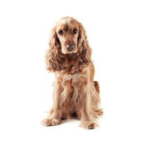 Golden Cocker spaniel