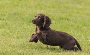 English Cocker Spaniel