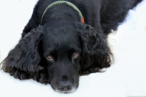 English Cocker Spaniel