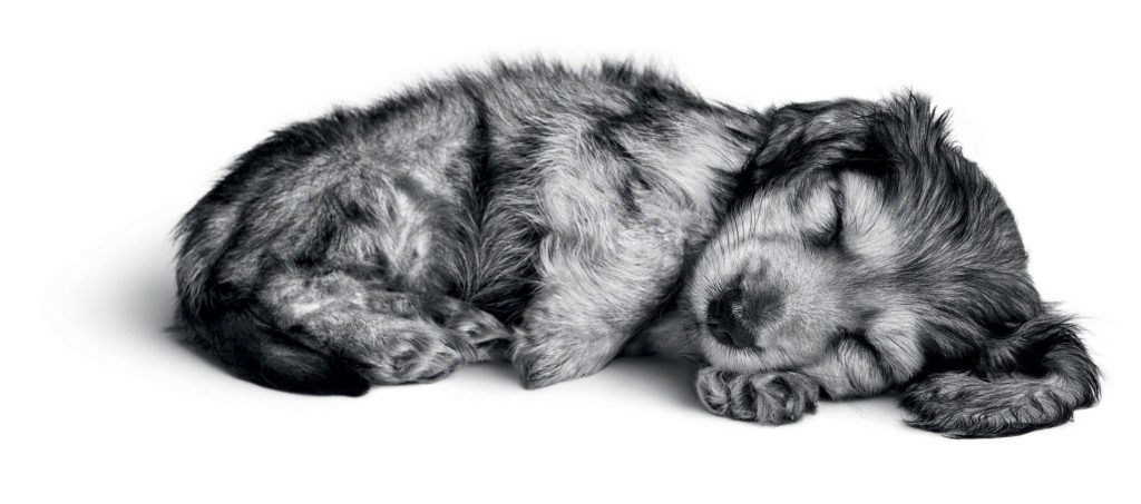 advice for your puppy
