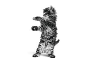 black and white photograph of maine coon kitten standing on hind legs