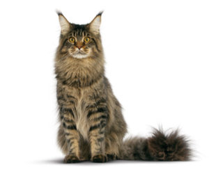 maine coon cat sitting down (white background)