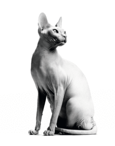 SPHYNX ADULT