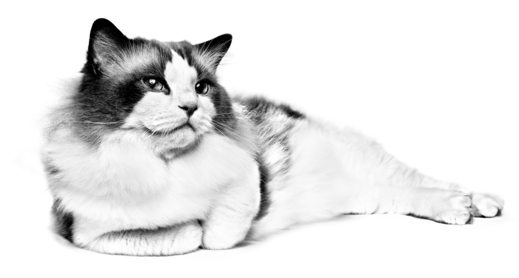 What Breed is My Cat? - ROYAL CANIN®