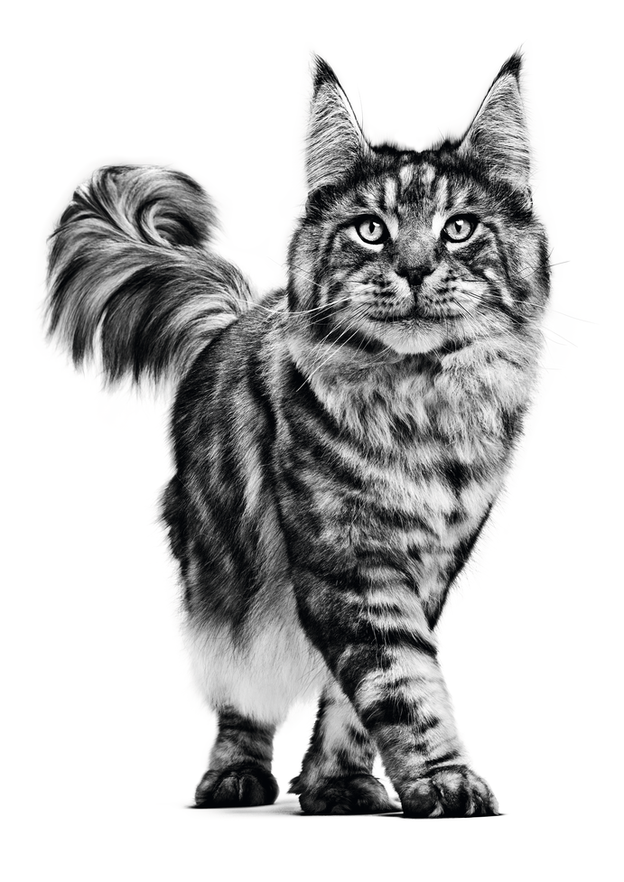 The Maine Coon: Size, Origin, and More! - ROYAL CANIN®