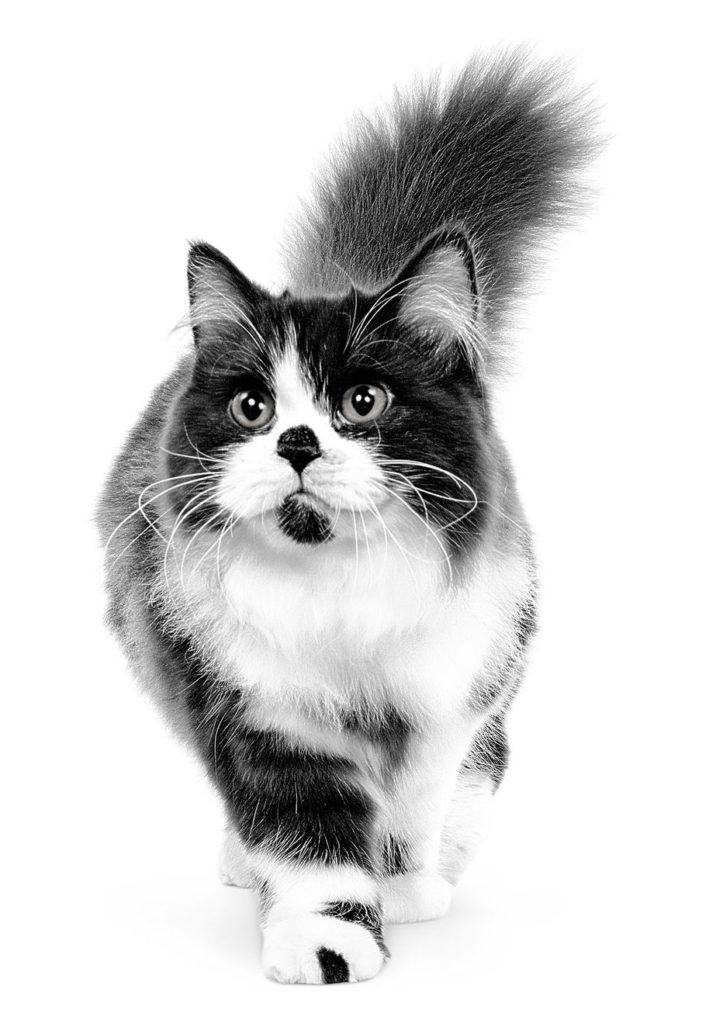 Bristish Longhair adult in black and white